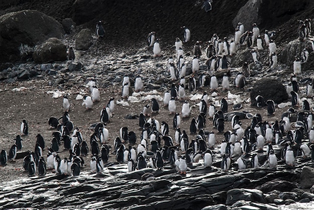 Pingüino GentooHannah Point Antartica