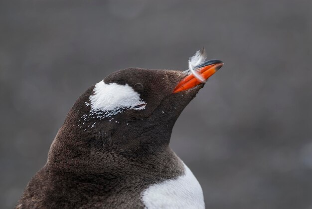 Pingüino GentooHannah Point Antartica