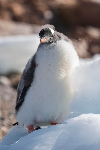 El pingüino gentú de la Antártida