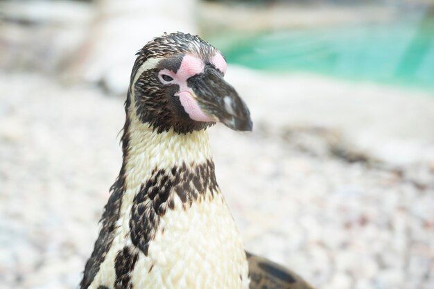 Pingüino de Humboldt en el Zoológico de Londres, animales del zoológico