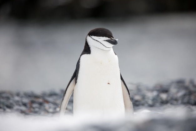 Pingüino en el lago por formación rocosa