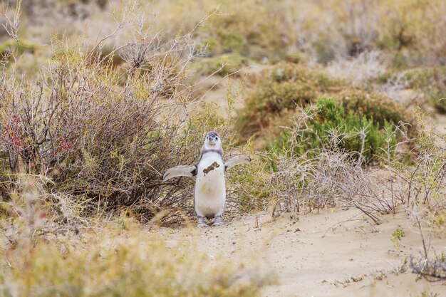 Pingüino de Magallanes (Spheniscus magellanicus) en la Patagonia