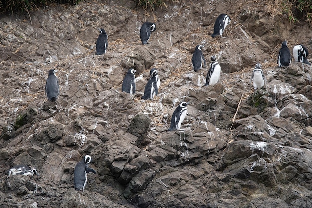 Pingüino de Magallanes Spheniscus magellanicus de pie sobre las rocas de las colonias de pingüinos de chiloe chile