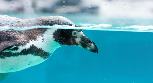 Pingüino nada en el agua