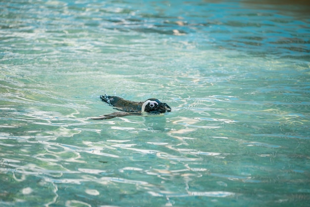 Pingüino nadando. Pingüino africano (Spheniscus demersus) también conocido como pingüino jackass y pingüino de patas negras.