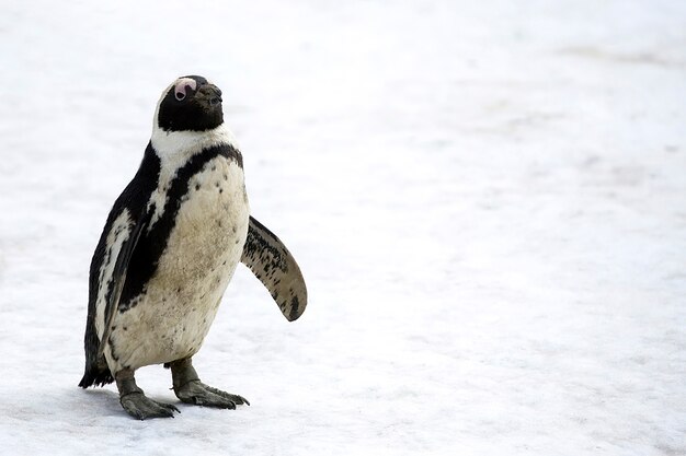 Pingüino en la nieve en invierno