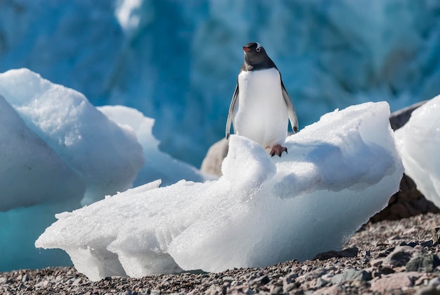 Foto el pingüino en la nieve