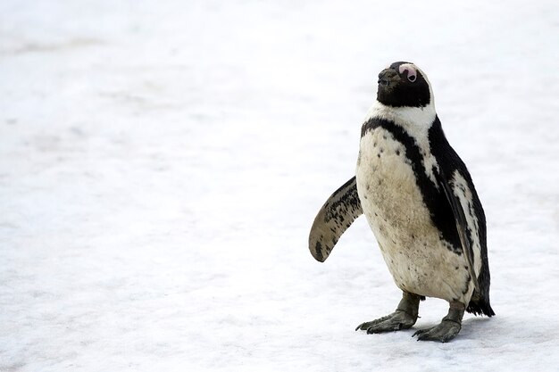 Pinguino en la nieve