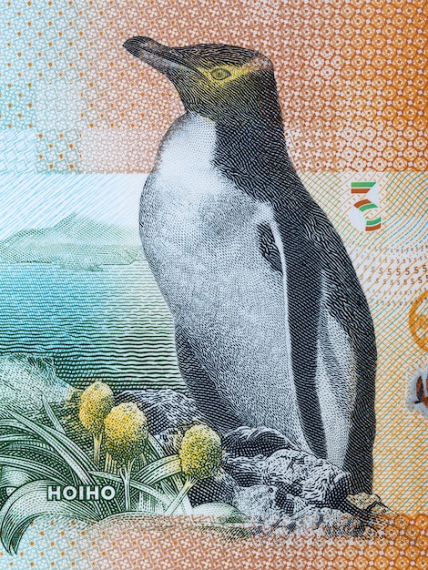 Pingüino de ojos amarillos un retrato del dinero de Nueva Zelanda