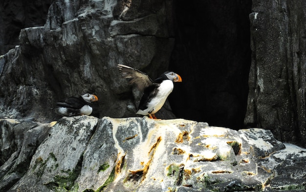 Pingüino de pájaro de mar atlántico del frailecillo sobre los acantilados