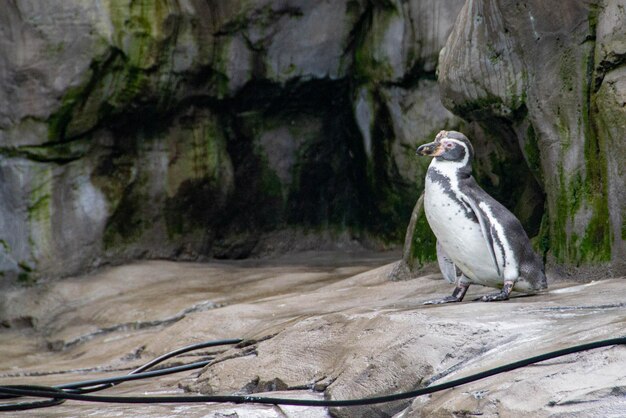 Foto un pingüino con un palo en la boca y un agujero negro en el fondo