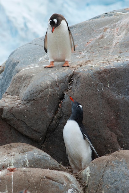 Pingüino papúa Pygoscelis papua Antártida