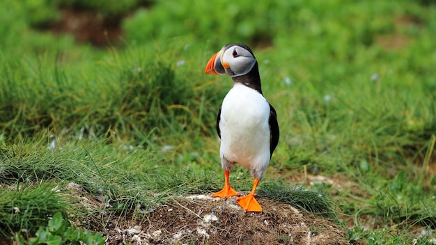 Foto un pingüino con un pico naranja y pies naranjas