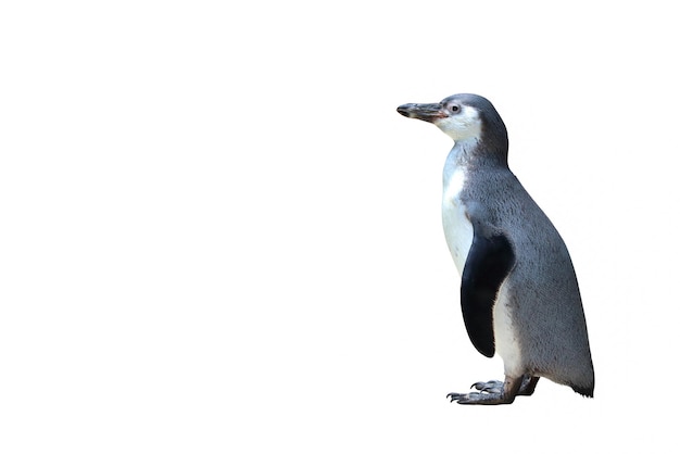 Pingüino de pie aislado sobre fondo blanco.