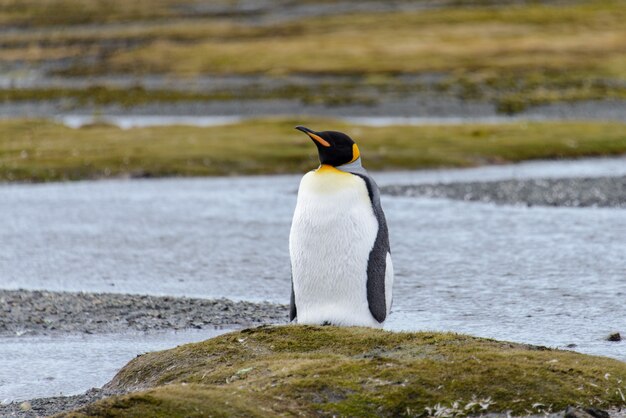 Pingüino real