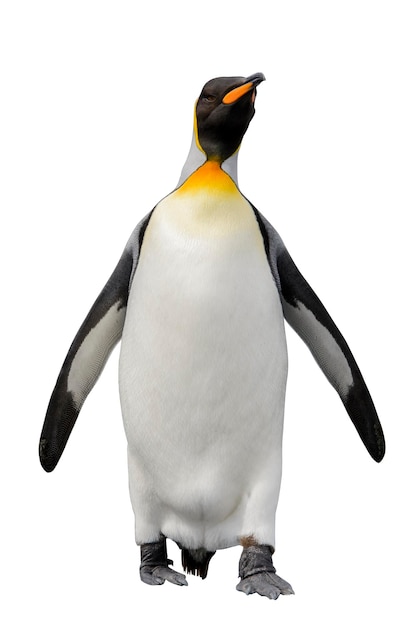 Pingüino rey aislado en el fondo blanco