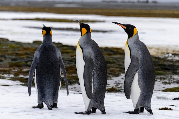 Pingüino rey de cerca en la isla de Georgia del Sur en la Antártida