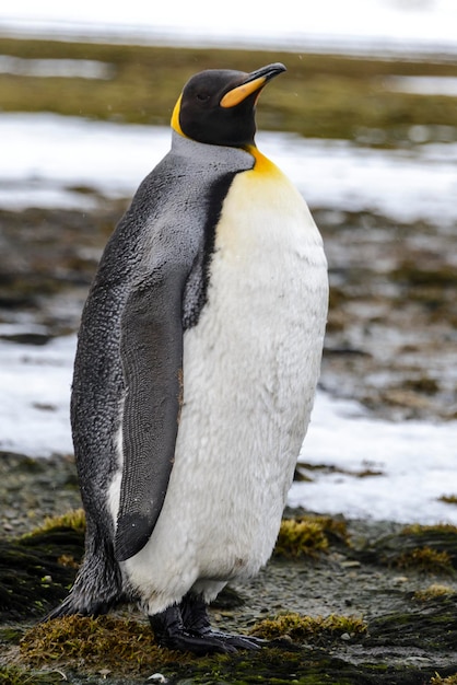 Pingüino rey de cerca en la isla de Georgia del Sur en la Antártida