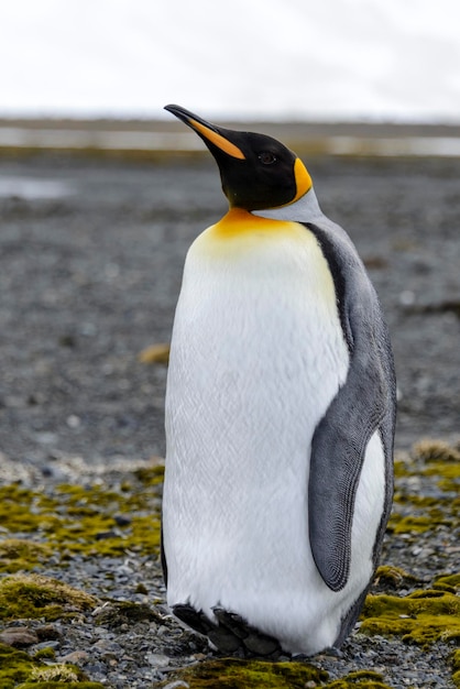 Pingüino rey de cerca en la isla de Georgia del Sur en la Antártida