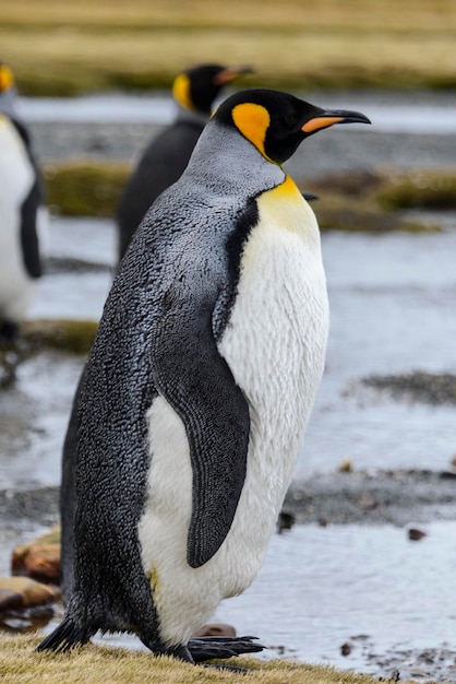 Pingüino rey de cerca en la isla de Georgia del Sur en la Antártida