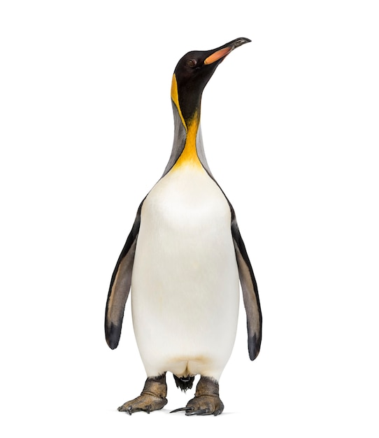 Pingüino rey de pie, aislado en blanco