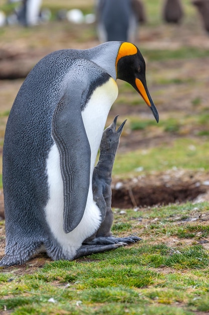 Pingüino Rey y pollito Islas Malvinas