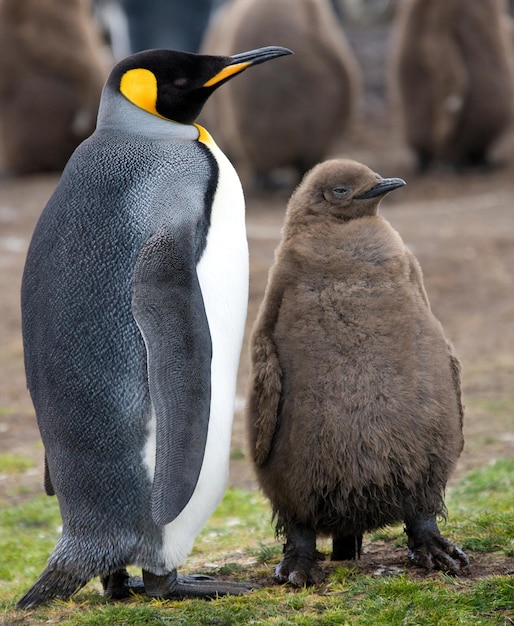 Pingüino rey y pollito Islas Malvinas