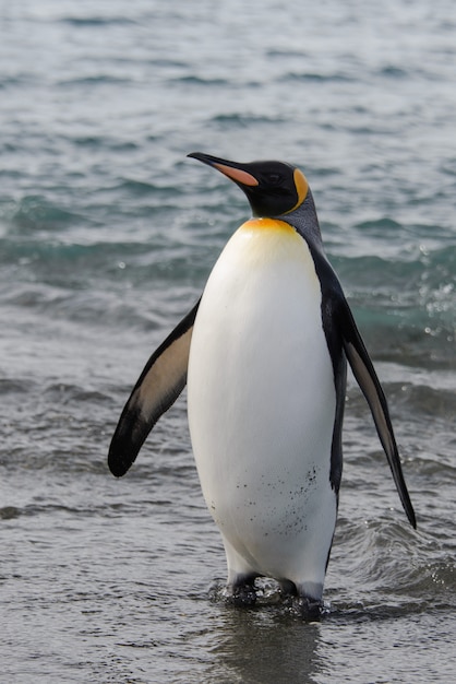 Foto pingüino rey yendo del mar