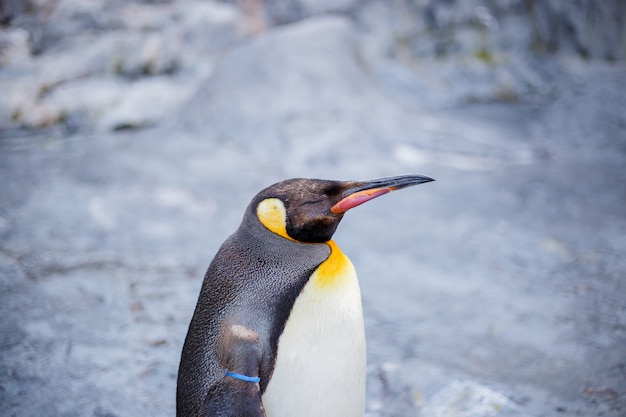 Un pingüino rey en el zoológico de Asahiyama, Asahikawa, Hokkaido, Japón.