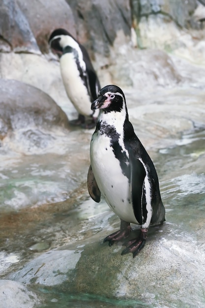 Pingüino se para sobre una roca