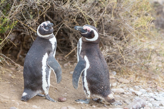 Pingüino