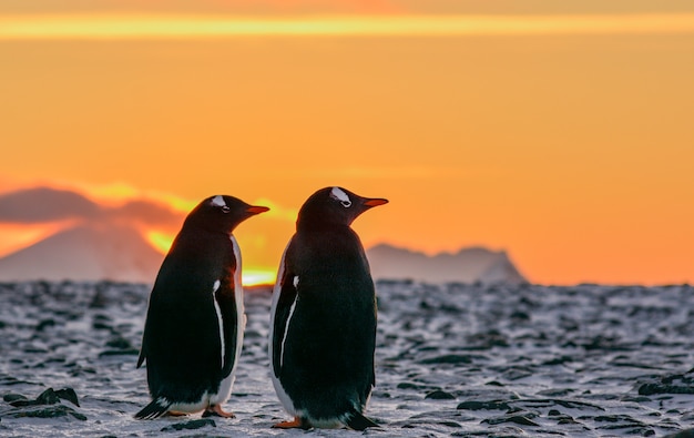 Pingüinos Adelia de pie al amanecer.