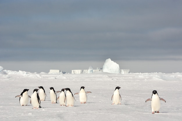 Pingüinos Adelie antárticos caminando