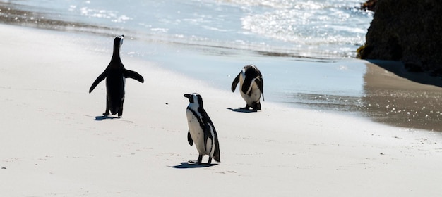 Pingüinos africanos en Boulders Beach