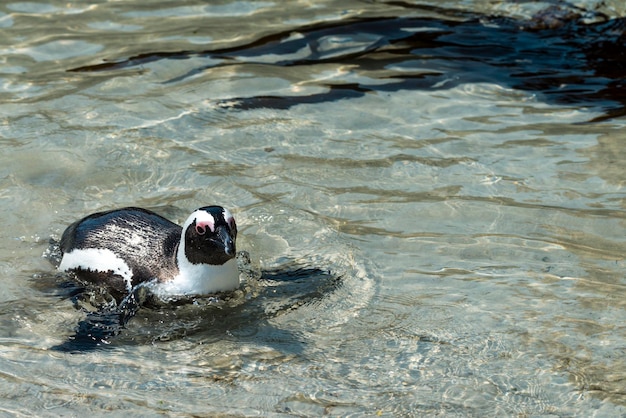 Pingüinos africanos en Simonstown Sudáfrica