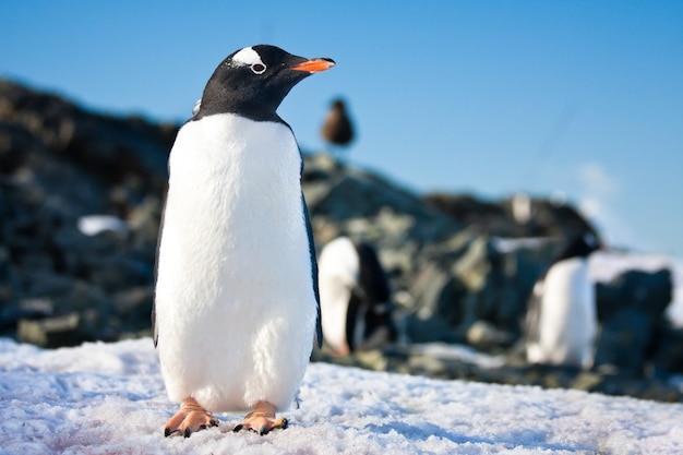 Pingüinos en la Antártida