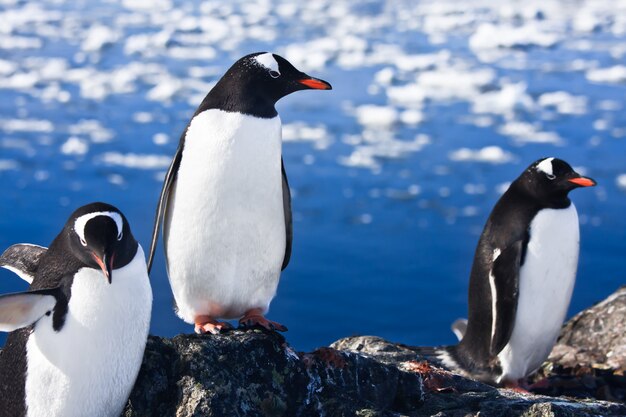 Pingüinos en la Antártida