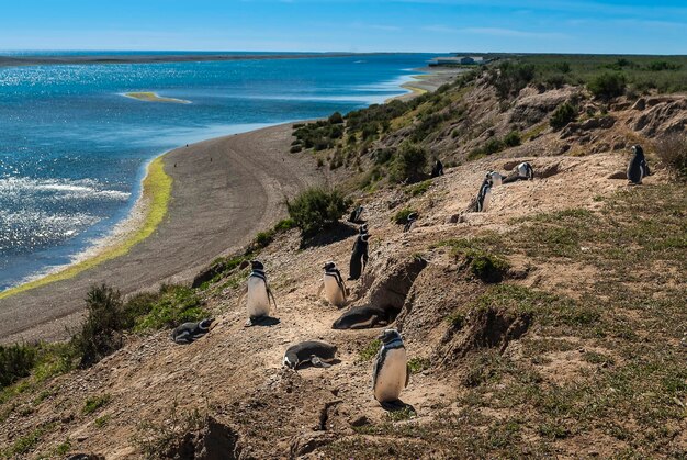 Pingüinos en Caleta ValdésPenínsula ValdésPatagonia Argentina