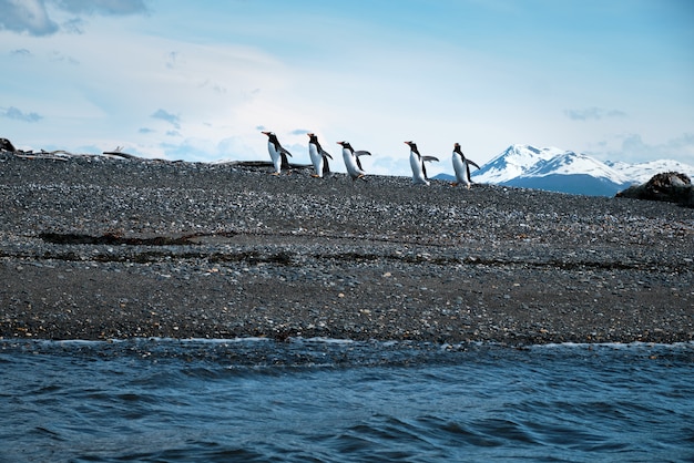 Pingüinos caminando por la orilla cerca del mar.