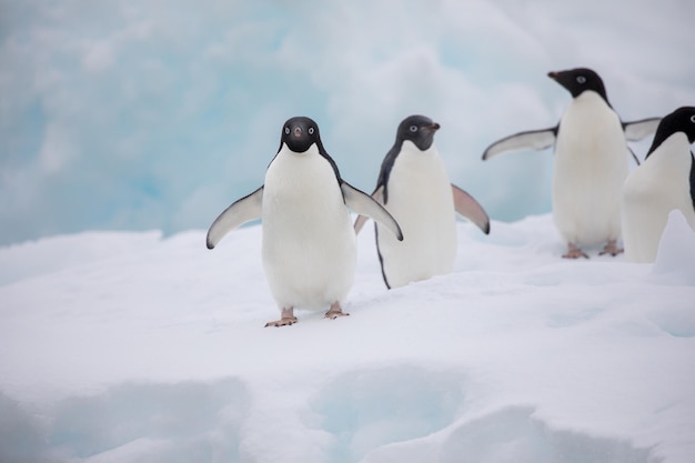 Los pingüinos en el campo nevado