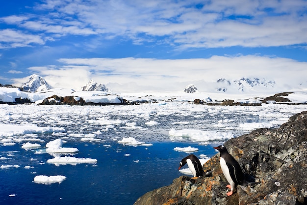 Pingüinos en la costa de piedra