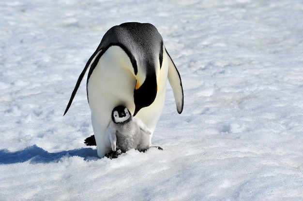 Pingüinos Emperador en Snow Hill, Antártida 2010.