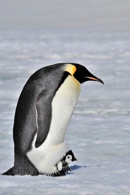 Pingüinos Emperador en Snow Hill, Antártida 2010.