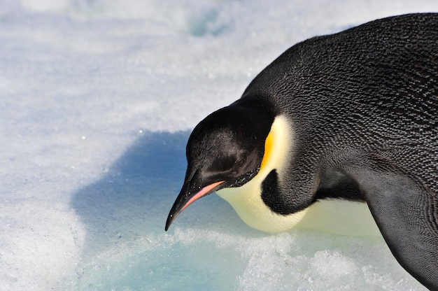 Pingüinos Emperador en Snow Hill, Antártida 2010.