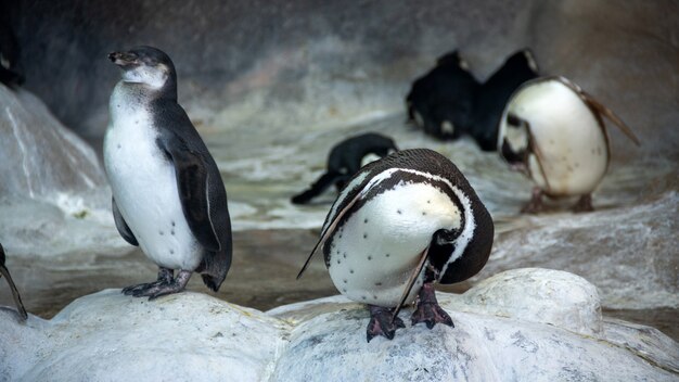 Foto pingüinos de humboldt de pie en un entorno natural, en las rocas cerca del agua