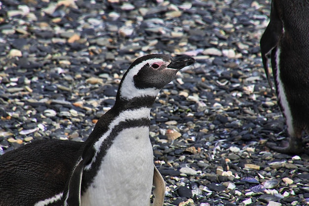 Pingüinos en la isla de Beagle Tierra del Fuego Argentina