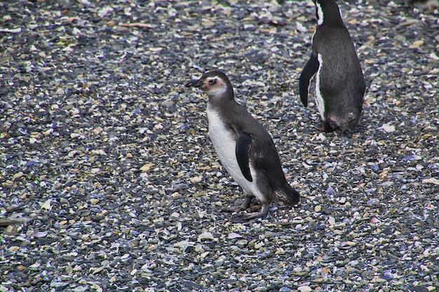 Pingüinos en la isla en el canal Beagle cerca de la ciudad de Ushuaia, Tierra del Fuego, Argentina