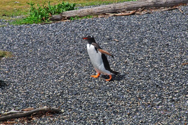 Pingüinos en la isla en el canal Beagle cerca de la ciudad de Ushuaia en Tierra del Fuego, Argentina