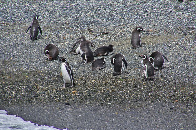 Pingüinos en la isla en el canal Beagle cerca de la ciudad de Ushuaia en Tierra del Fuego, Argentina