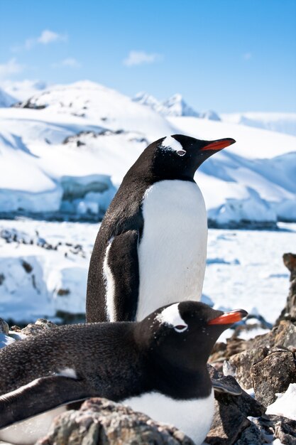 Pingüinos en paisaje nevado